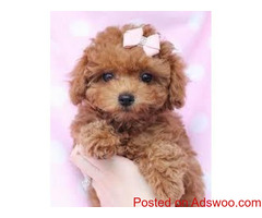 poodle puppies