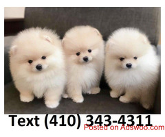 Amazing purebreed t-cup pomeranian puppies for sale.