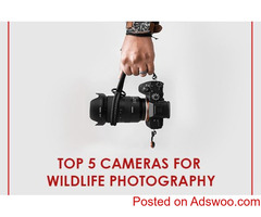 Top 5 Cameras For Wild Life Photography
