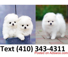 Beautiful mini t-cup pomeranian puppies for sale.