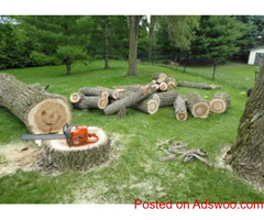 Tree Removal Sterling Heights