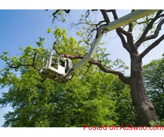 Tree Removal Sterling Heights
