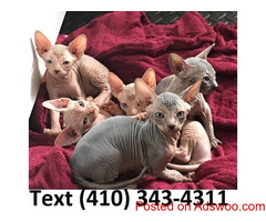 Affectionate sphynx kittens for sale.