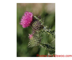 Eco Lawn of Heber-Midway