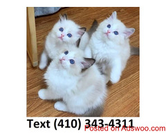 Ragdoll kittens for sale.