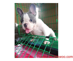 French Bulldog Puppy