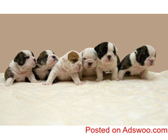 Purebred English Bulldogs