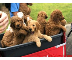 Adorable Mini-Golden Doodles for sale