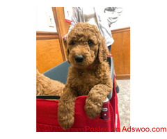 Adorable Mini-Golden Doodles for sale