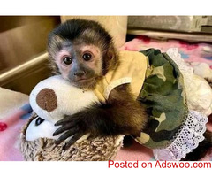 Capuchin Monkey for sale