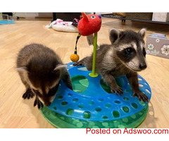 baby Raccoon