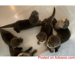 otters as pets