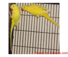 Yellow Indian Ringneck ready to go now