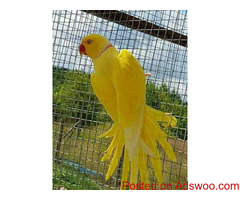 Yellow Indian Ringneck ready to go now
