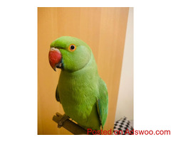 GREEN RINGNECK