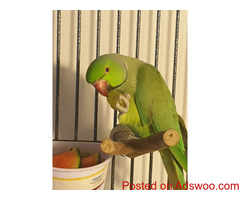 GREEN RINGNECK