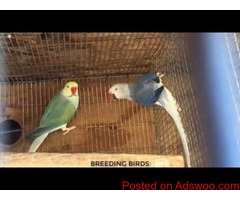 Clear Tail Ringneck for good homes