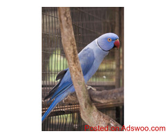 Violet Ringneck Parakeets.  All our birds are hand fed and come with a cage and accessories