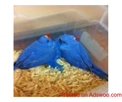 Checks Ringneck Parakeets