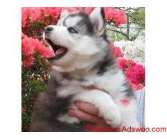 Healthy siberian husky puppies for sale text us :+1 8622438219
