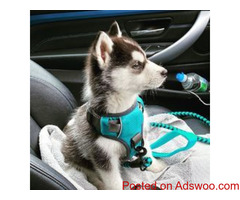Healthy siberian husky puppies for sale text us :+1 8622438219