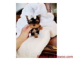 High Performant Have Two YORKIE PUPPIES looking for a new forever home text us +1(862)2438219