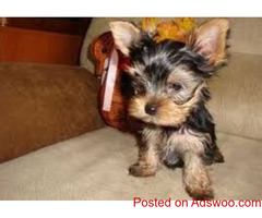 High Performant Have Two YORKIE PUPPIES looking for a new forever home text us +1(862)2438219