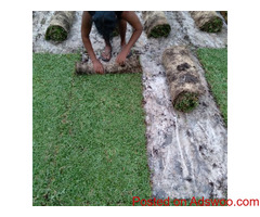 Malaysian carpet Grass in  Je Ela