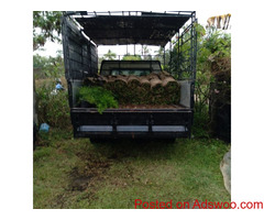 Malaysian carpet Grass in  Je Ela
