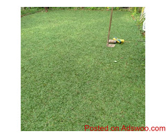 Malaysian/Australian carpet Grass