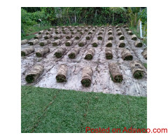 Malaysian/Australian carpet Grass