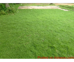 Malaysian/Australian carpet Grass