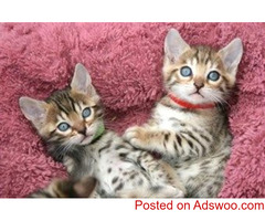 Sphynx and Bengal  kittens available for adoption