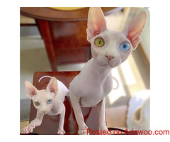 Sphynx and Bengal  kittens available for adoption