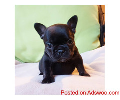 Mini French Bulldog Puppies For Sale