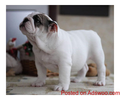 Rehoming active brown/white English bulldog pup includes his crate, food &bowl