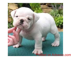 adorable english bulldog puppies ready for a new home