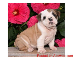 super cute english bulldogs male and female