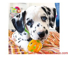 These pure breed Dalmatian puppies are looking for a lovely home
