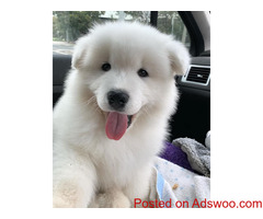 Gorgeous Male and Female puppies Samoyed