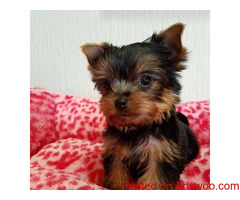 Yorkie and poodle Puppies for adoption