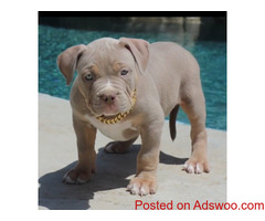 Beautiful Pitbull puppy for sale