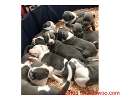 Adorable Pitbull puppies available and ready to go