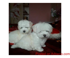 Yorkies puppies available