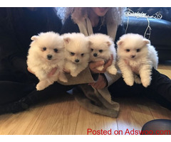 Teacup Pomeranian Puppies Ready For a New Home
