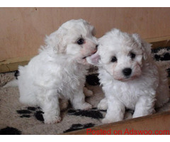 Nice and Healthy Maltese Puppies Available.