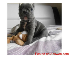 Purebred French Bulldog Puppies Available.
