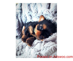 Healthy Yorkie Puppies For Re-homing