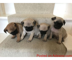 Young Pug Puppies Ready to Leave