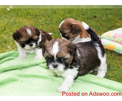 Lovely Shih Tzu puppies for Adoption